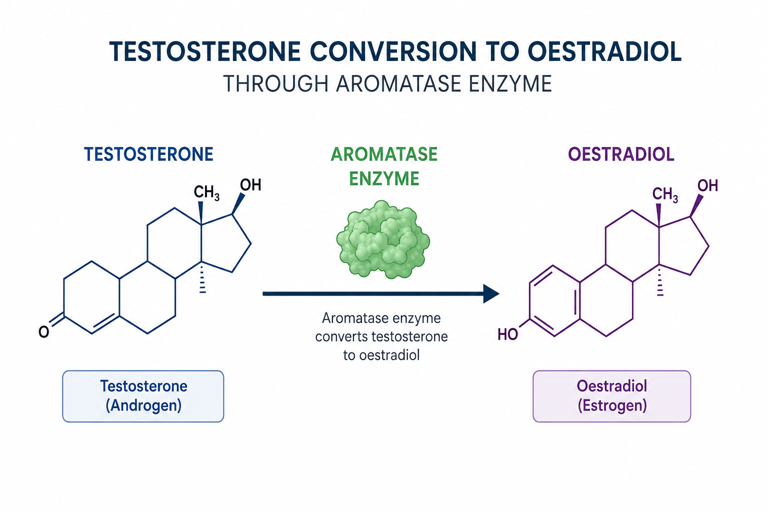 TRT and oestrogen guide
